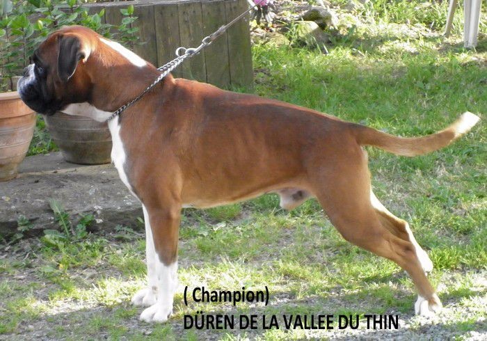 CH. Duren De la vallee du thin