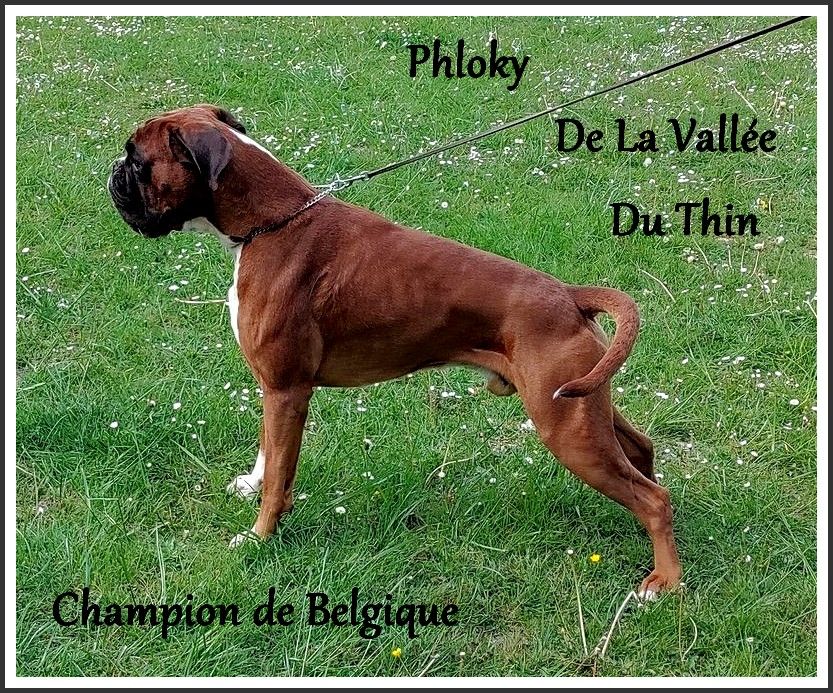 CH. Phloky De la vallee du thin