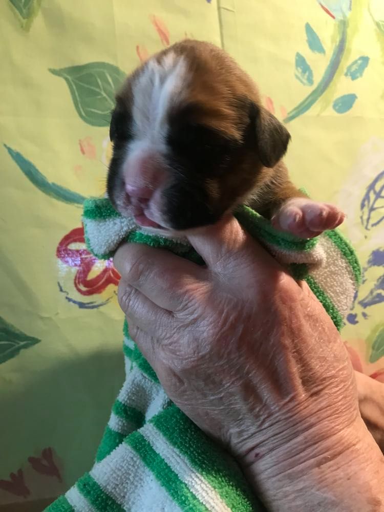 De la vallee du thin - Chiot disponible  - Boxer