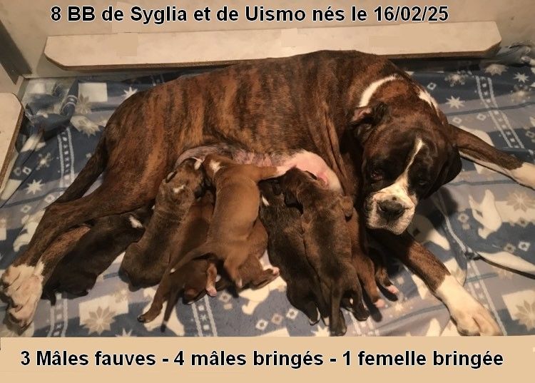 chiot Boxer De la vallee du thin