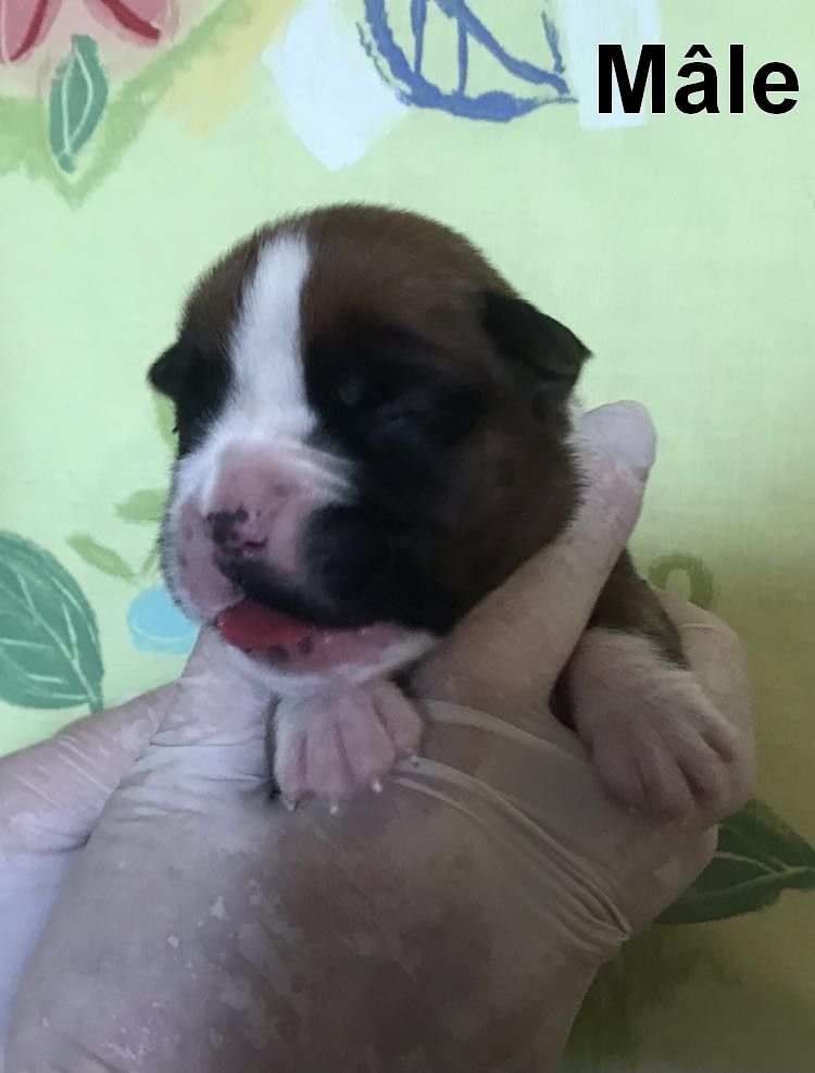 De la vallee du thin - Chiot disponible  - Boxer