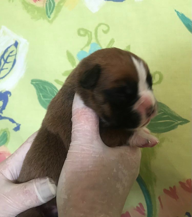 De la vallee du thin - Chiot disponible  - Boxer