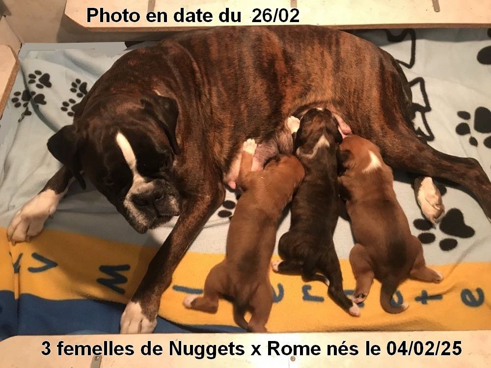 chiot Boxer De la vallee du thin