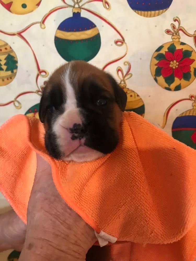 De la vallee du thin - Chiot disponible  - Boxer