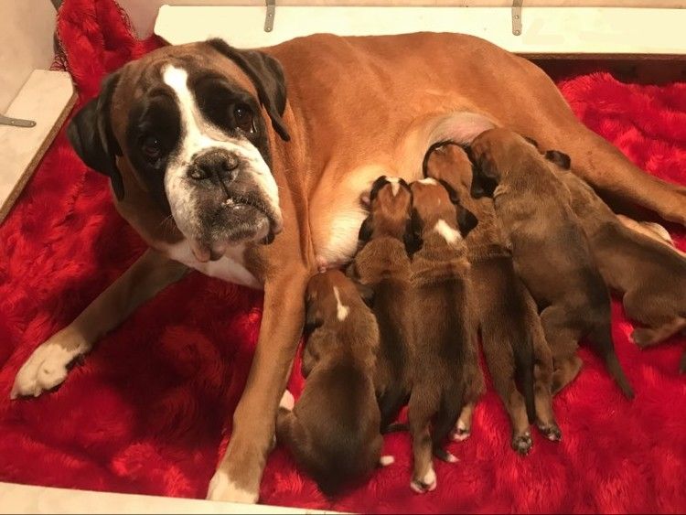 chiot Boxer De la vallee du thin