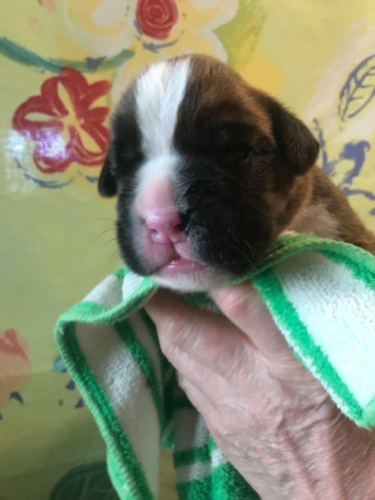 De la vallee du thin - Chiot disponible  - Boxer