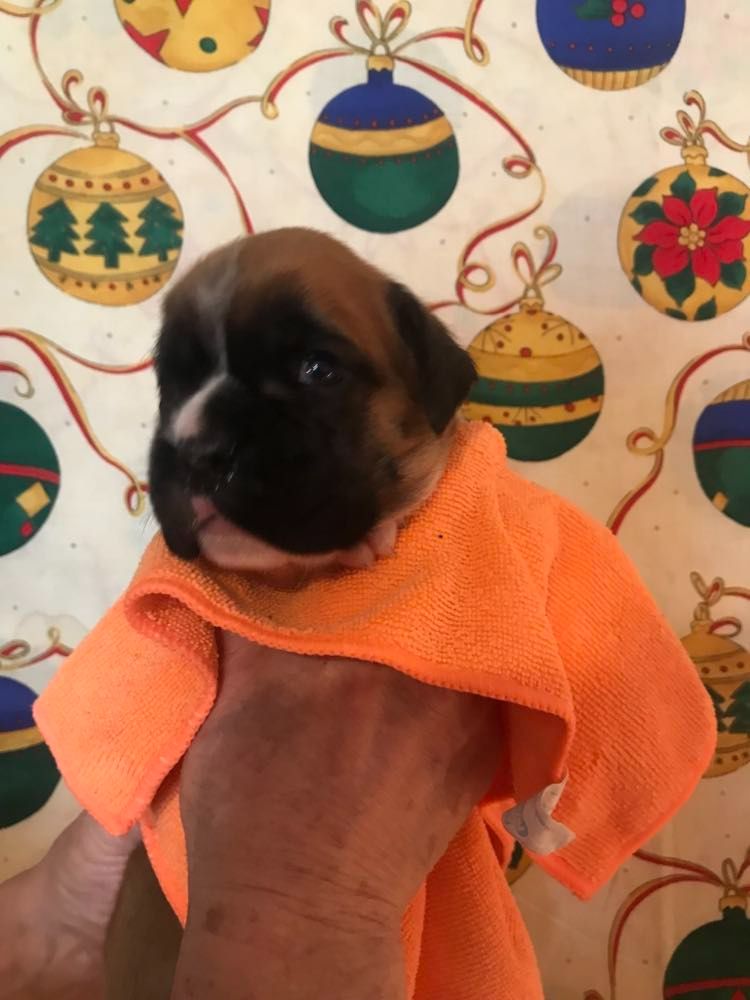 De la vallee du thin - Chiot disponible  - Boxer