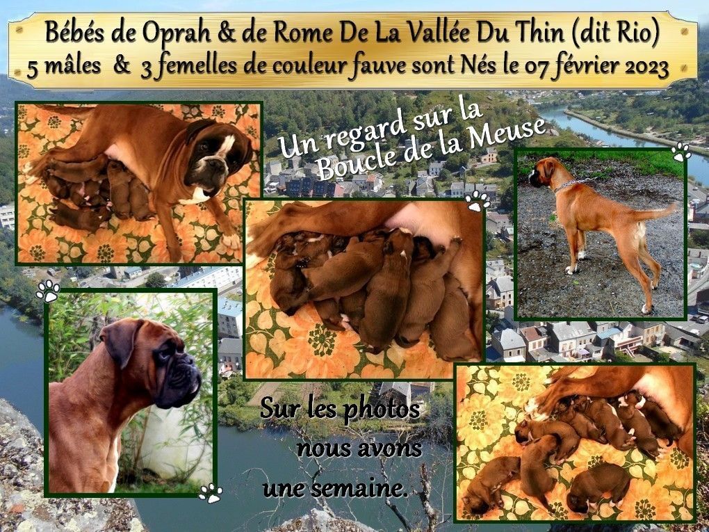 chiot Boxer De la vallee du thin