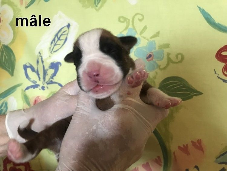 De la vallee du thin - Chiot disponible  - Boxer