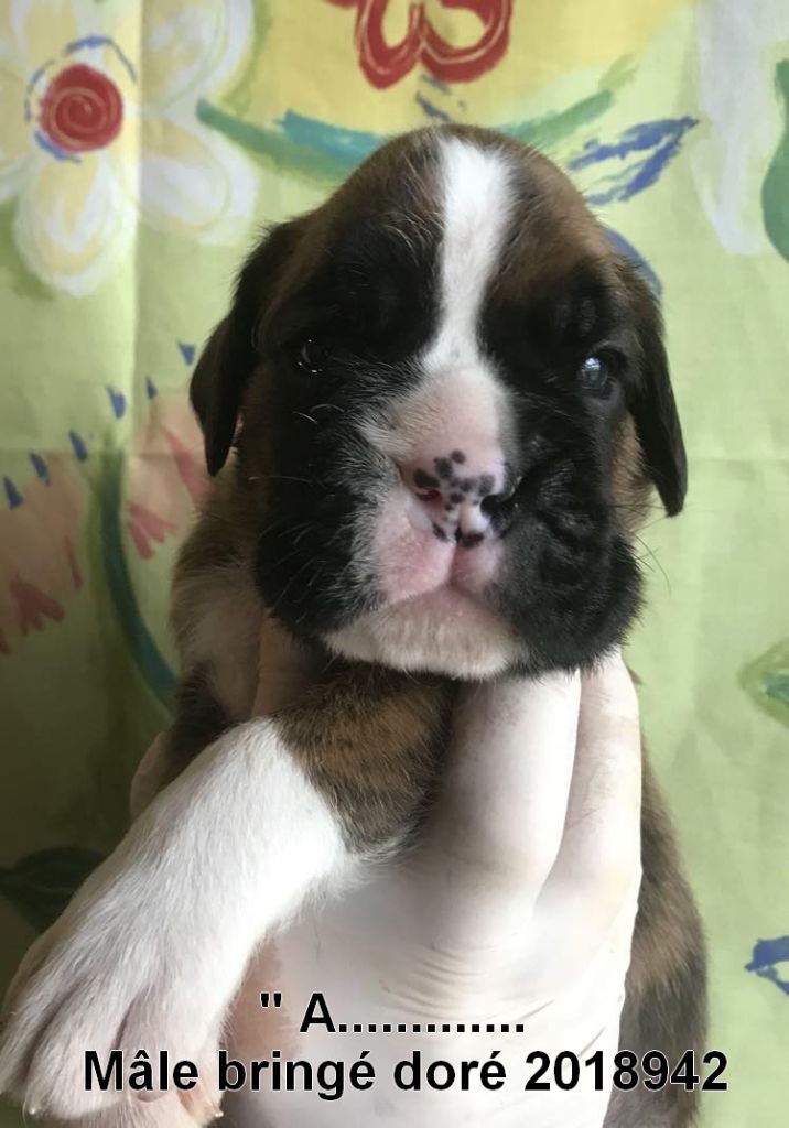 De la vallee du thin - Chiots disponibles - Boxer