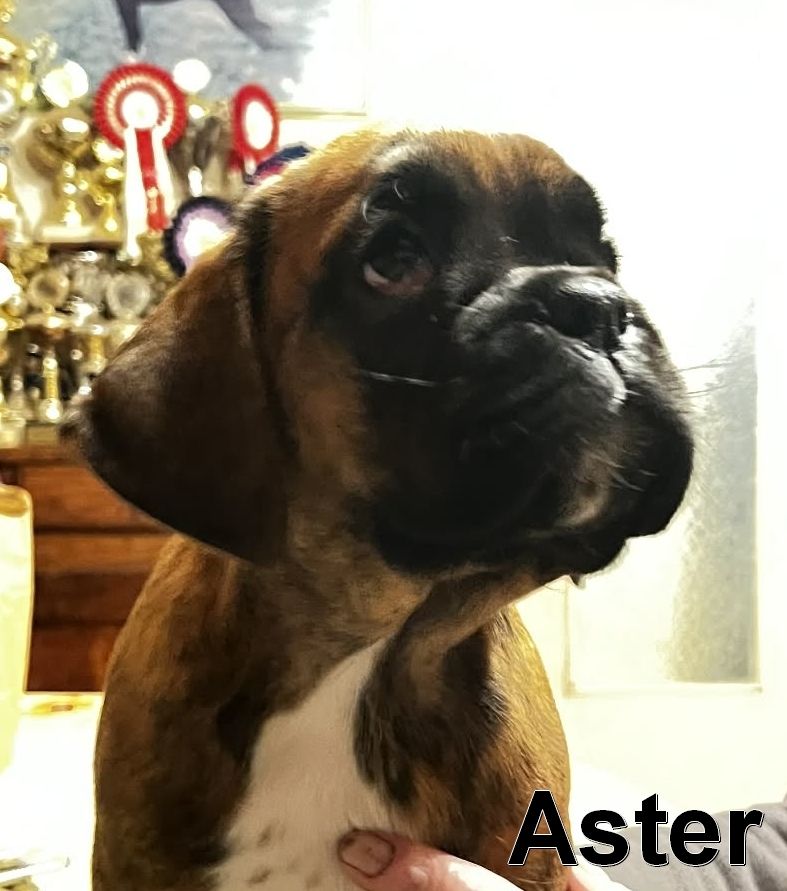 De la vallee du thin - Chiots disponibles - Boxer