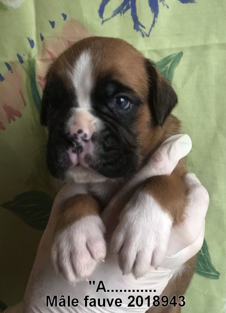 De la vallee du thin - Chiots disponibles - Boxer