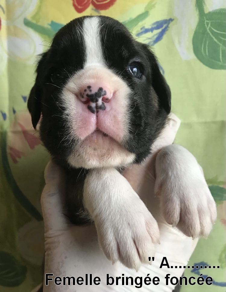 De la vallee du thin - Chiots disponibles - Boxer