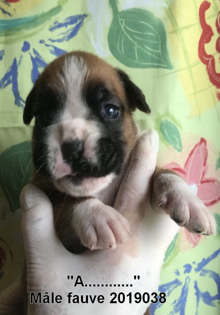 De la vallee du thin - Chiots disponibles - Boxer