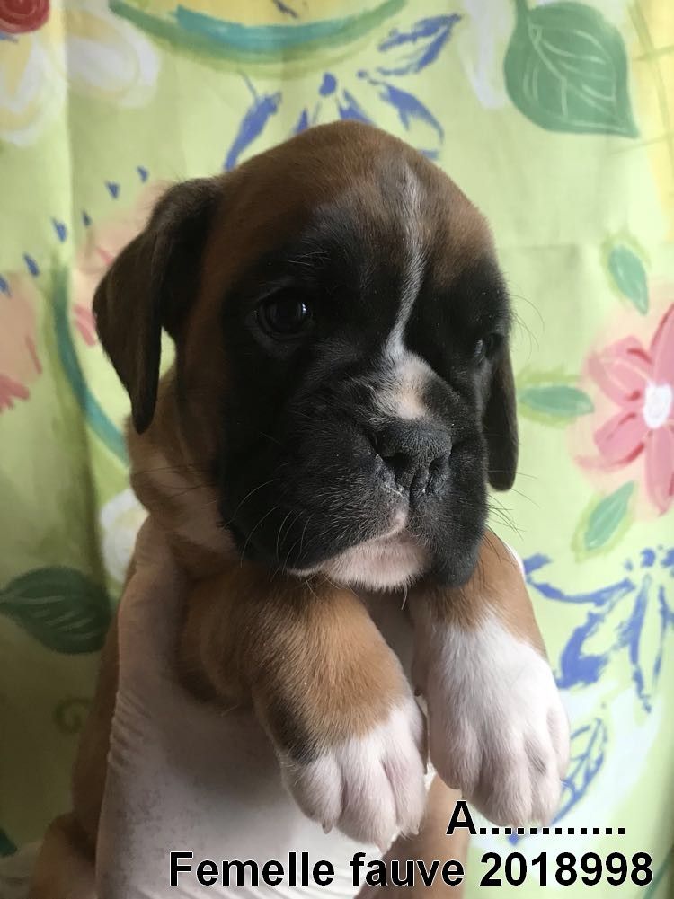 De la vallee du thin - Chiots disponibles - Boxer