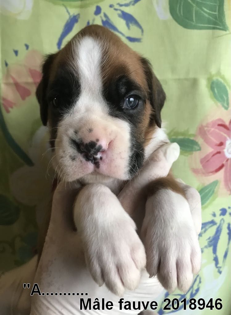 De la vallee du thin - Chiots disponibles - Boxer