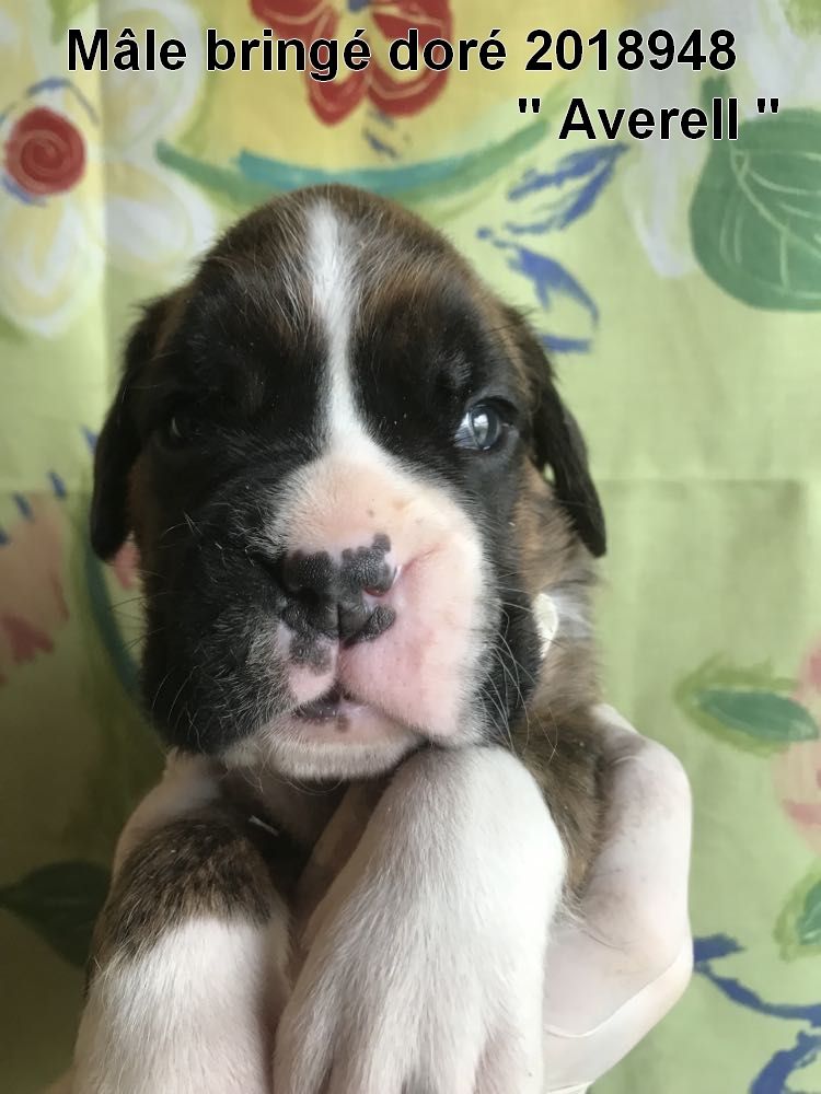 De la vallee du thin - Chiots disponibles - Boxer