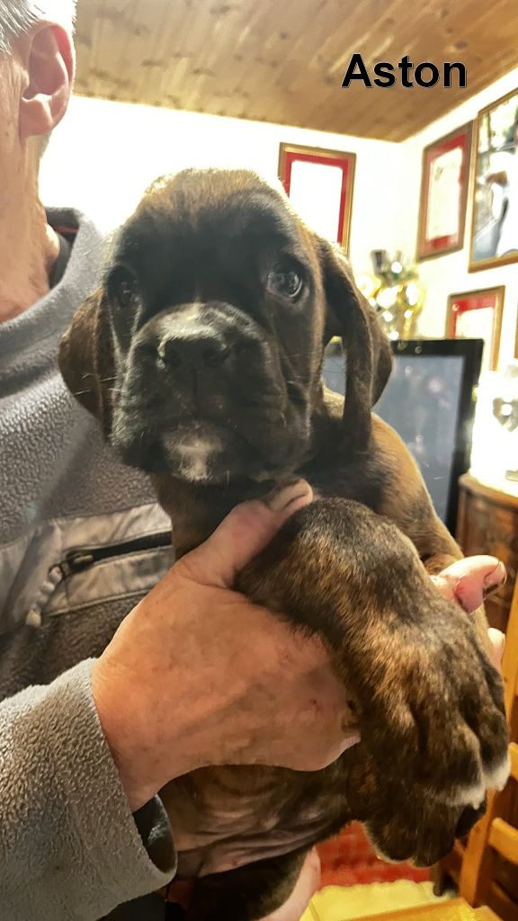De la vallee du thin - Chiots disponibles - Boxer