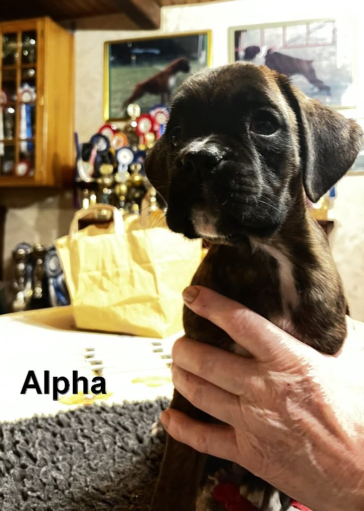 De la vallee du thin - Chiots disponibles - Boxer