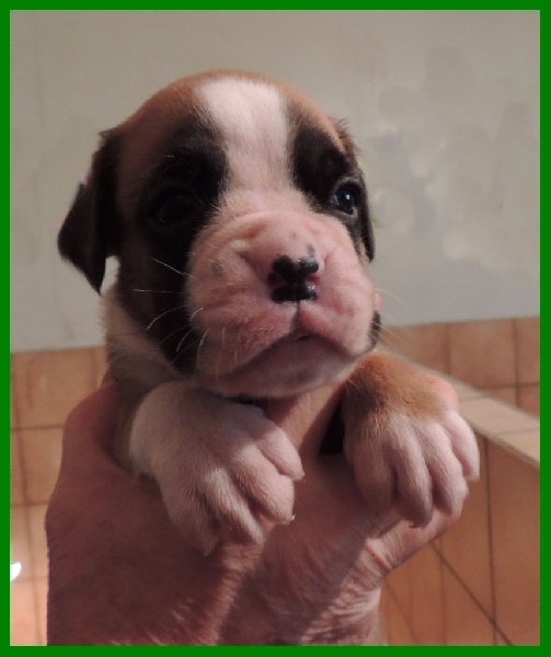 De la vallee du thin - Boxer - Portée née le 15/09/2016