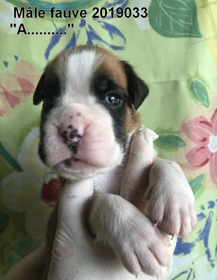 De la vallee du thin - Chiots disponibles - Boxer