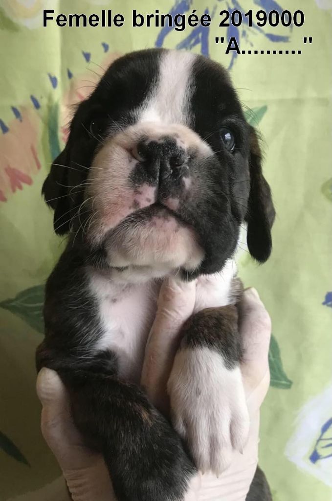 De la vallee du thin - Chiots disponibles - Boxer